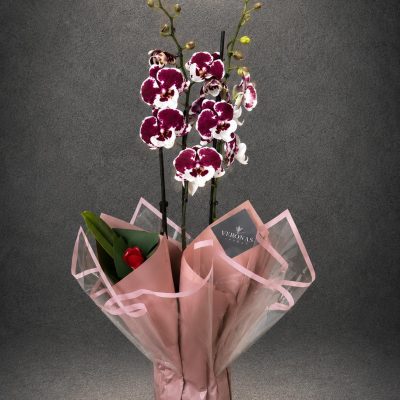 Premium Bordo Beyaz Benekli Mini Orkide - Buca Çiçekçi | Point Flowers | SLN0002