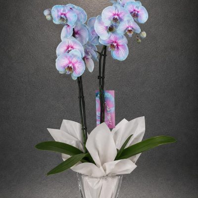 Premium Mavi Phalaenopsis Orkide | Point Flowers | Buca Çiçekçi | SLN0004