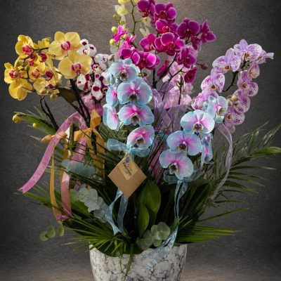 Premium Renk Cümbüşü Phalaenopsis Orkide Koleksiyonu | Point Flowers | Buca Çiçekçi | SLN0007