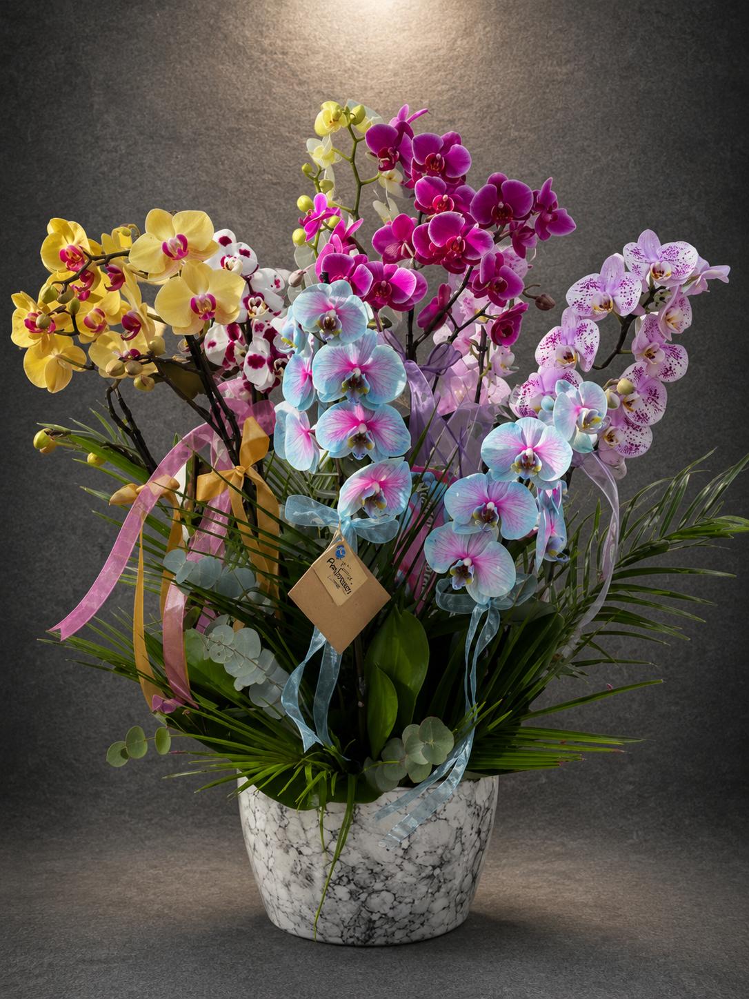 Premium Renk Cümbüşü Phalaenopsis Orkide Koleksiyonu | SLN0007 Premium Renk Cümbüşü Phalaenopsis Orkide Koleksiyonu | Point Flowers | Buca Çiçekçi | SLN0007