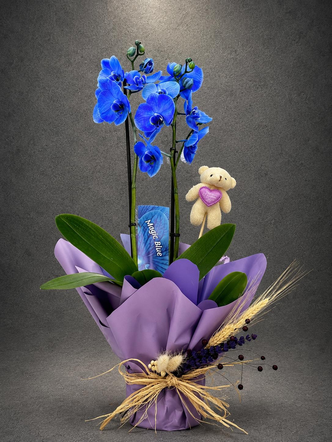 Premium Safir Mavi Phalaenopsis Orkide | SLN0008 Premium Safir Mavi Phalaenopsis Orkide | Point Flowers | Buca Çiçekçi | SLN0008