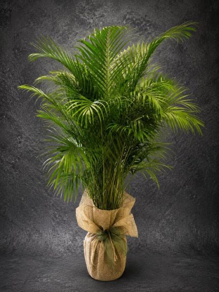 Premium Areka Palmiyesi (Dypsis lutescens) | Buca Çiçekçi | SLN0041